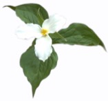 Bormannblume